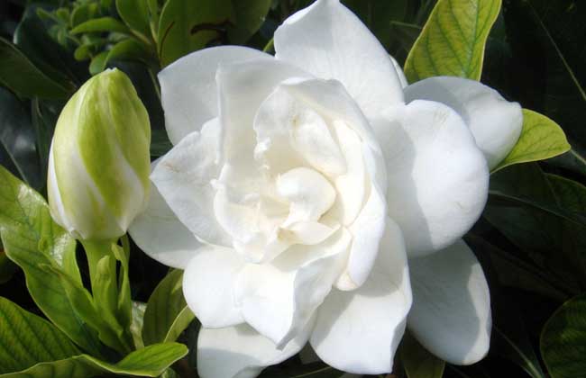 栀子花花语
