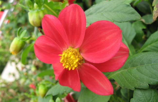 花语