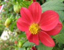 花语