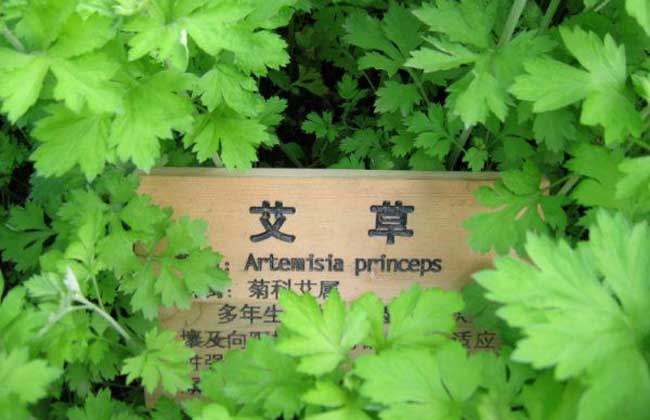 艾草