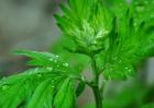 艾草种类图片