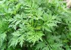艾草种植技术