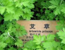 艾草