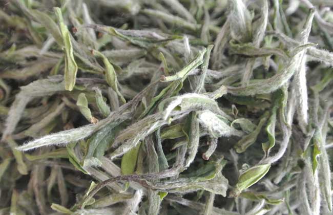 白茶是什么茶？