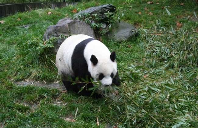 大熊猫吃什么食物