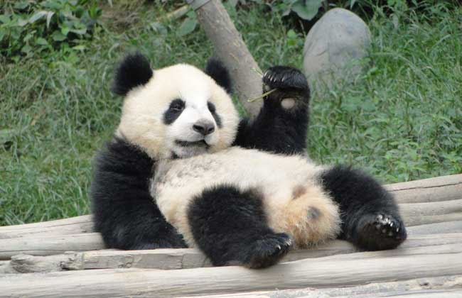 大熊猫吃什么食物