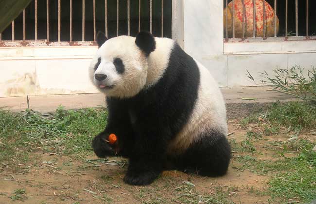 大熊猫的特点