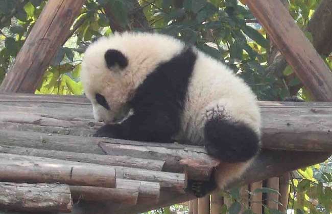大熊猫为什么是国宝