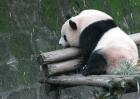 大熊猫的生活习性