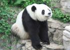 大熊猫为什么是国宝？