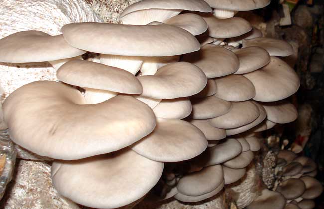 食用菌种植
