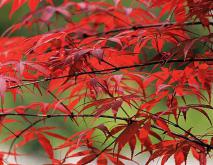 日本红枫种植技术视频