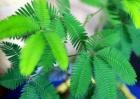含羞草会开花吗？