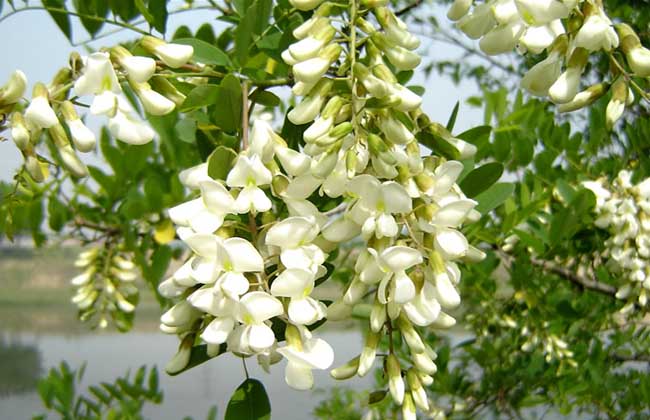 孕妇能吃槐花吗？