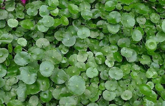 铜钱草