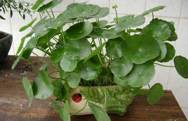 铜钱草