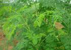 辣木的种植前景