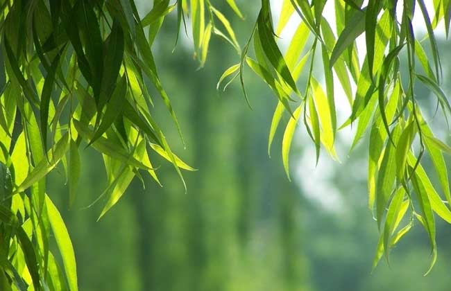 柳树什么时候开花