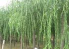 柳树的种植技术