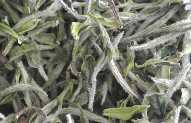 黄山毛尖价格多少钱？