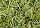 信阳毛尖是绿茶吗？