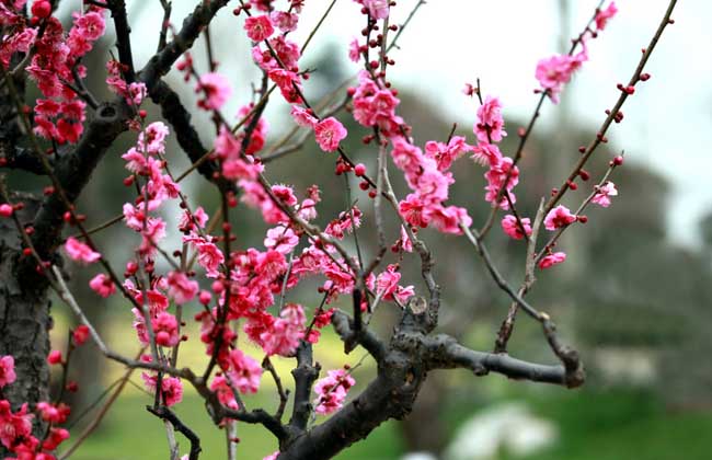 梅花什么时候开