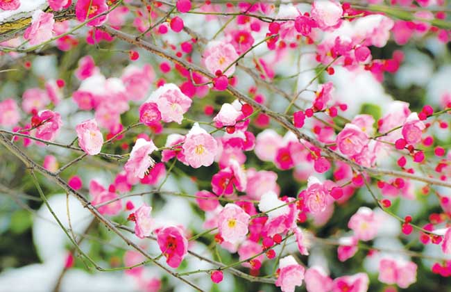 腊梅花怎么养