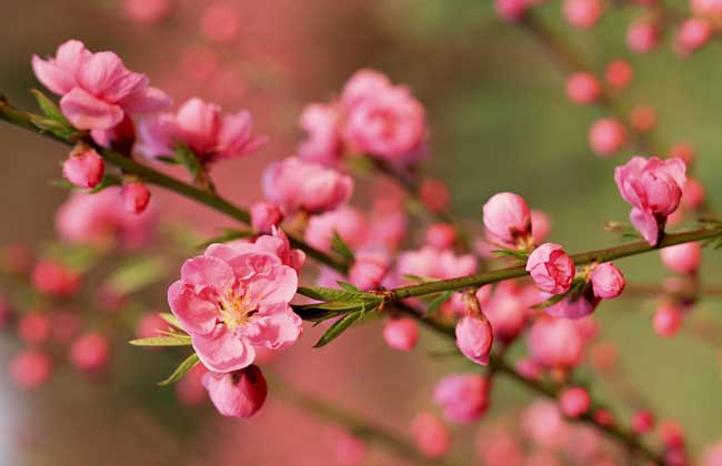 梅花香自苦寒来