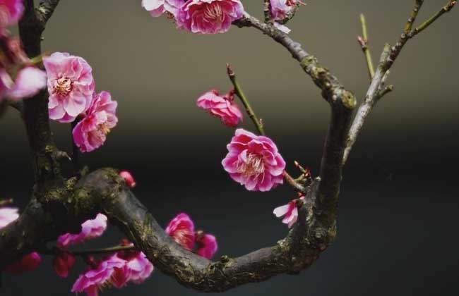 梅花香自苦寒来