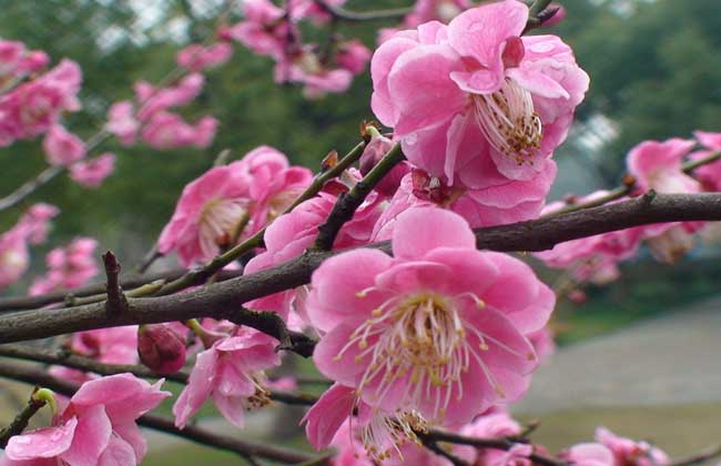 梅花香自苦寒来