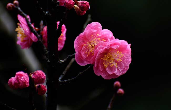 梅花的资料