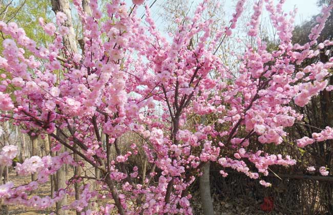 梅花的资料