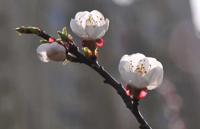 梅花的资料