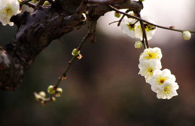梅花的资料
