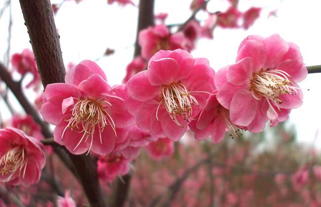 梅花的特点