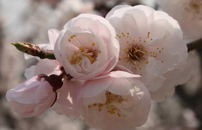 梅花的特点