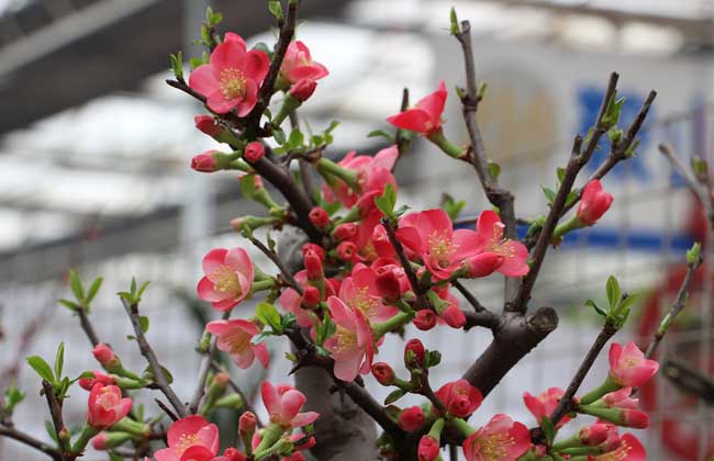 盆栽梅花怎么养