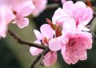 梅花香自苦寒来的意思
