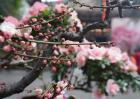 梅花什么时候开花？