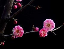 梅花