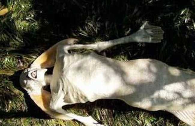 美人鱼真身吓人图片