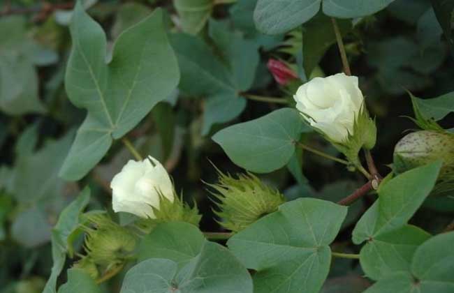 棉花种植技术