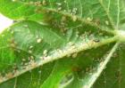 棉花蚜虫的防治方法