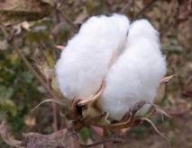 棉花种类图片大全