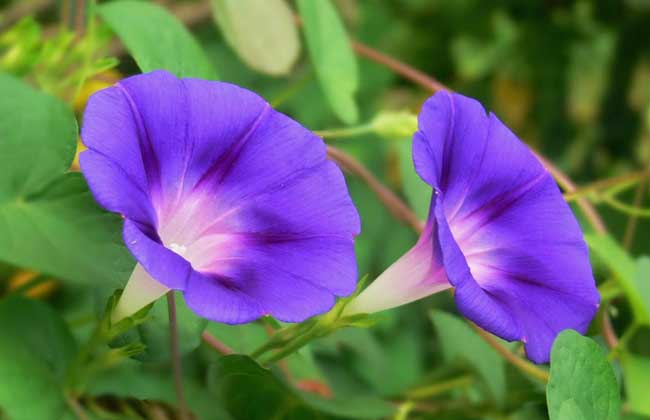 牵牛花有没有毒