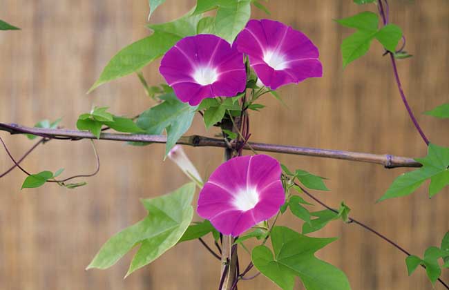 牵牛花什么时候开
