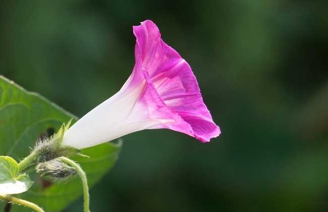 牵牛花花语是什么