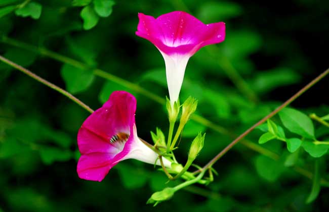 牵牛花种类图片