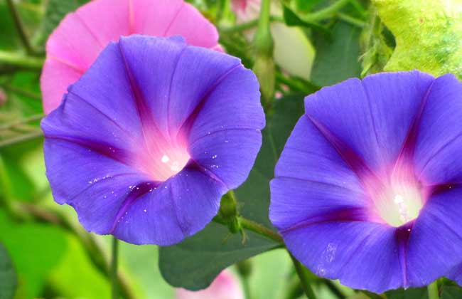 牵牛花