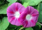 牵牛花种类图片大全